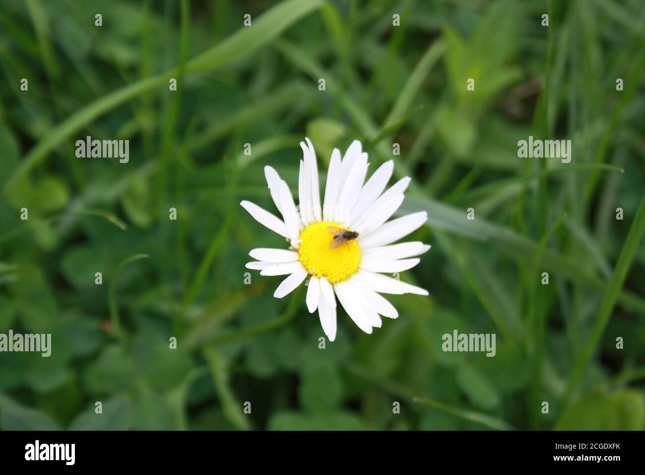 little fly sitting on chamomile flower Stock Photo