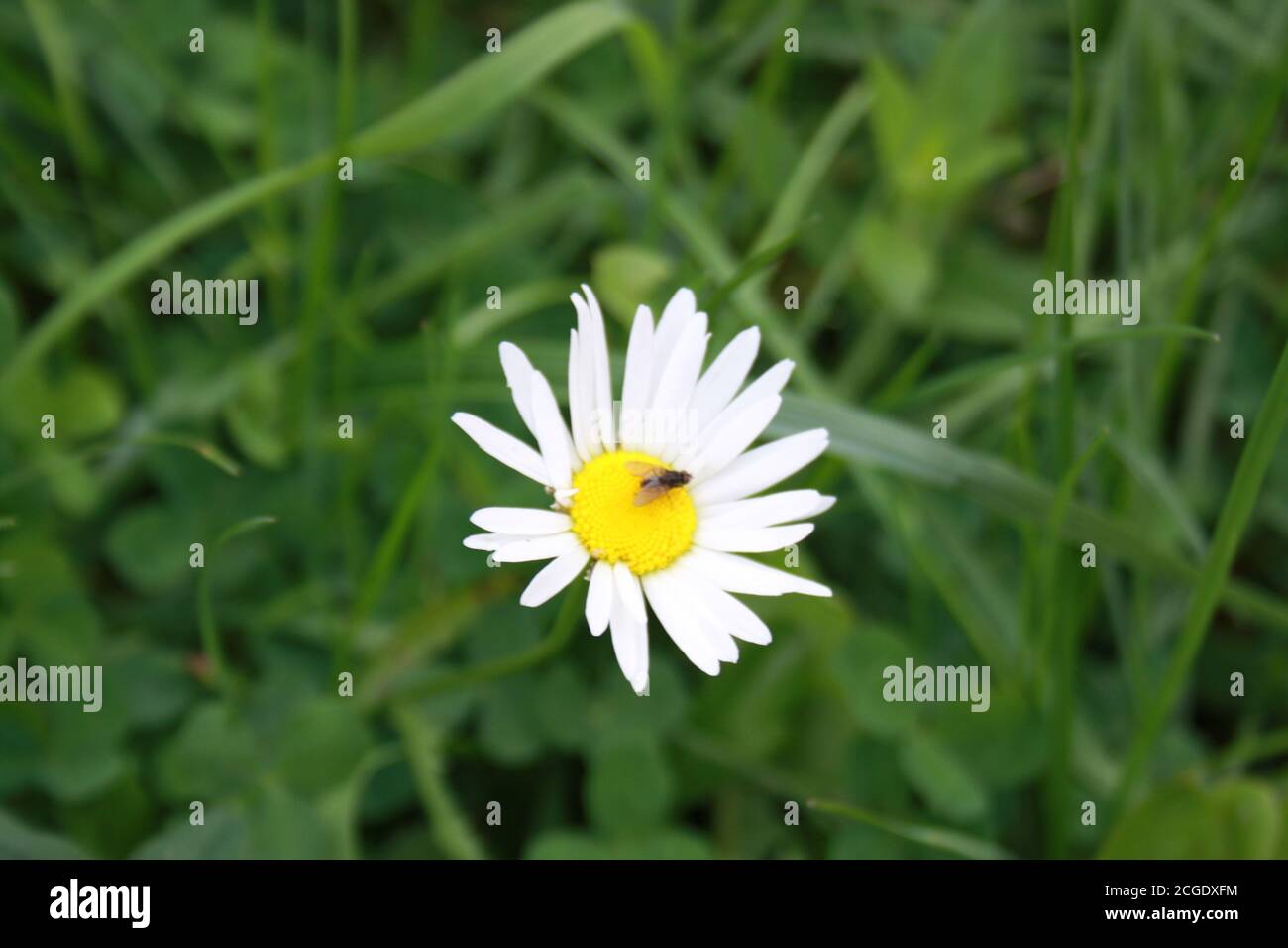 little fly sitting on chamomile flower Stock Photo