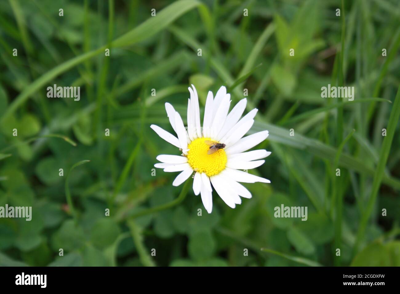 little fly sitting on chamomile flower Stock Photo