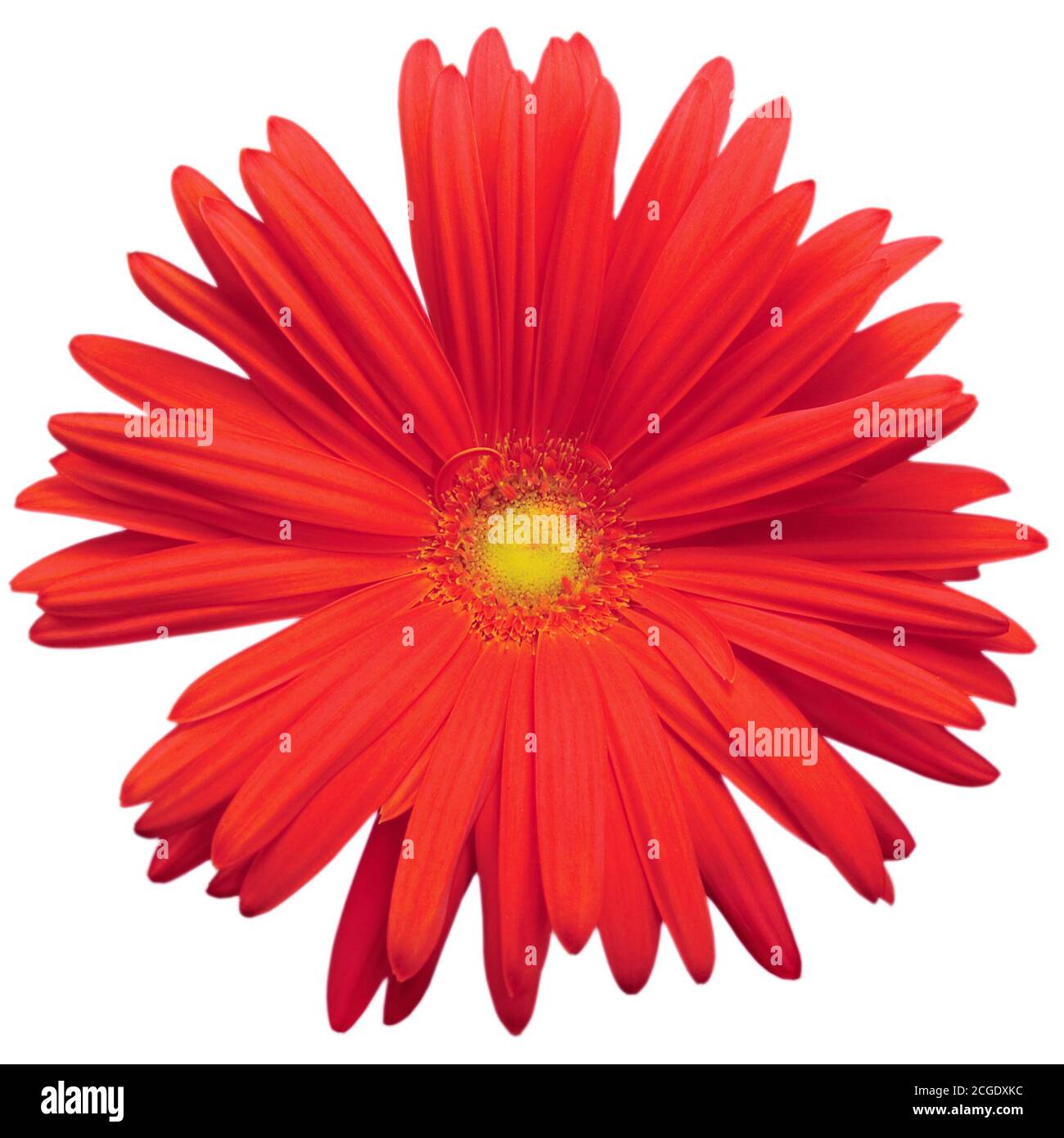 Red gerbera daisy flower in full bloom, blooming head petals top view, isolated large detailed macro flat lay closeup dew drops detail, water droplets Stock Photo