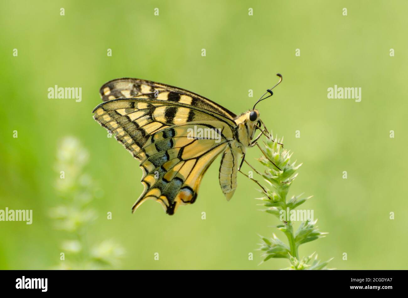 Close up of Machaon butterfly on flower with green background Stock Photo