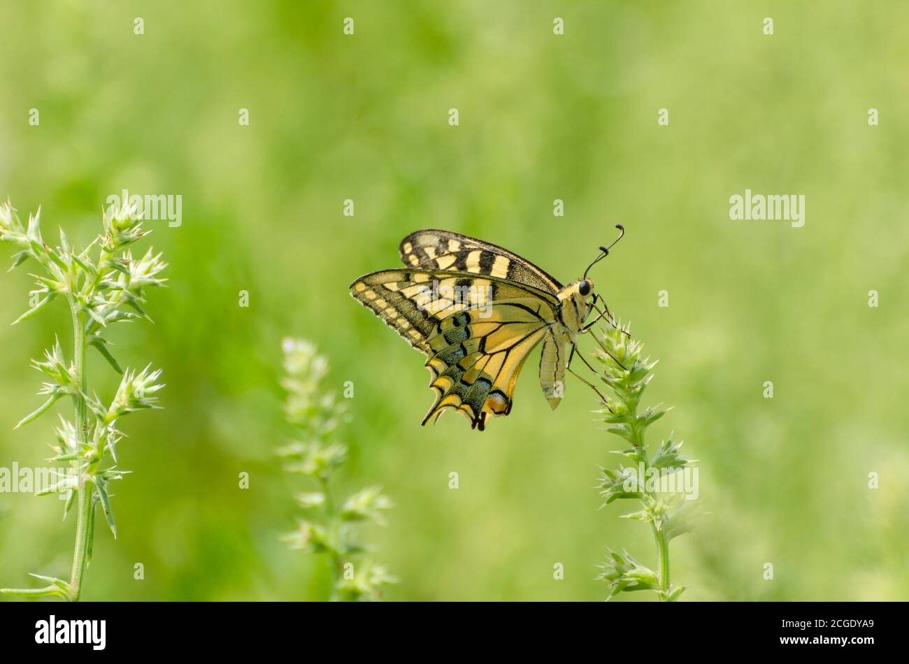 Close up of Machaon butterfly on flower with green background Stock Photo