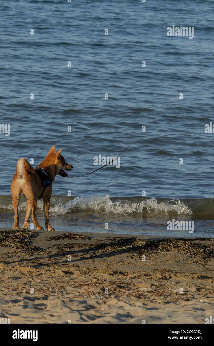 Cute puppy dog playing on the on the beach Stock Photo - Alamy