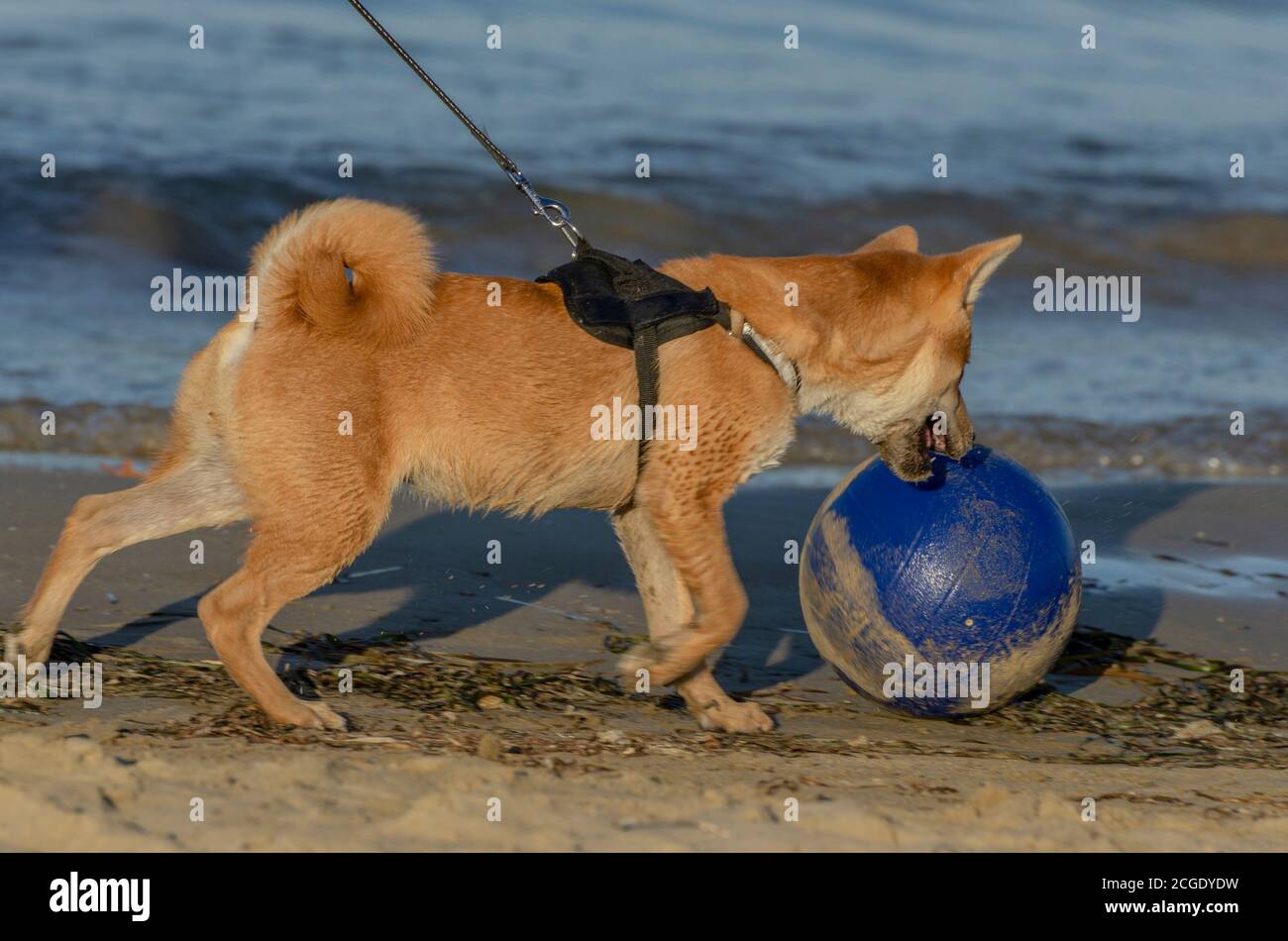 Cute puppy dog playing with ball on the beach Stock Photo - Alamy