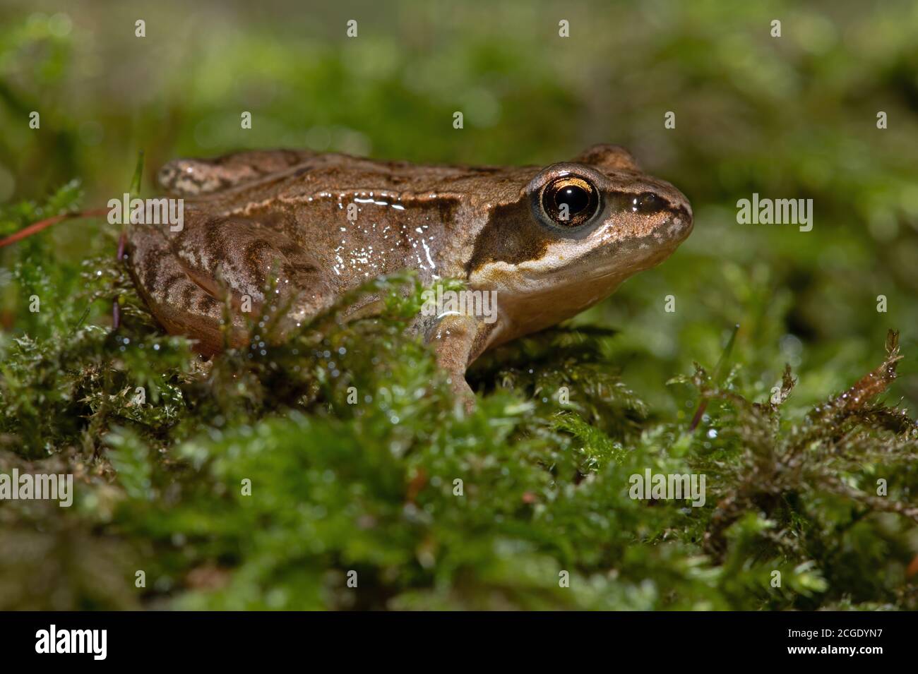 Tiny juvenile Common Frog (Rana temporaria) in deep moss in the centre of a forest Stock Photo