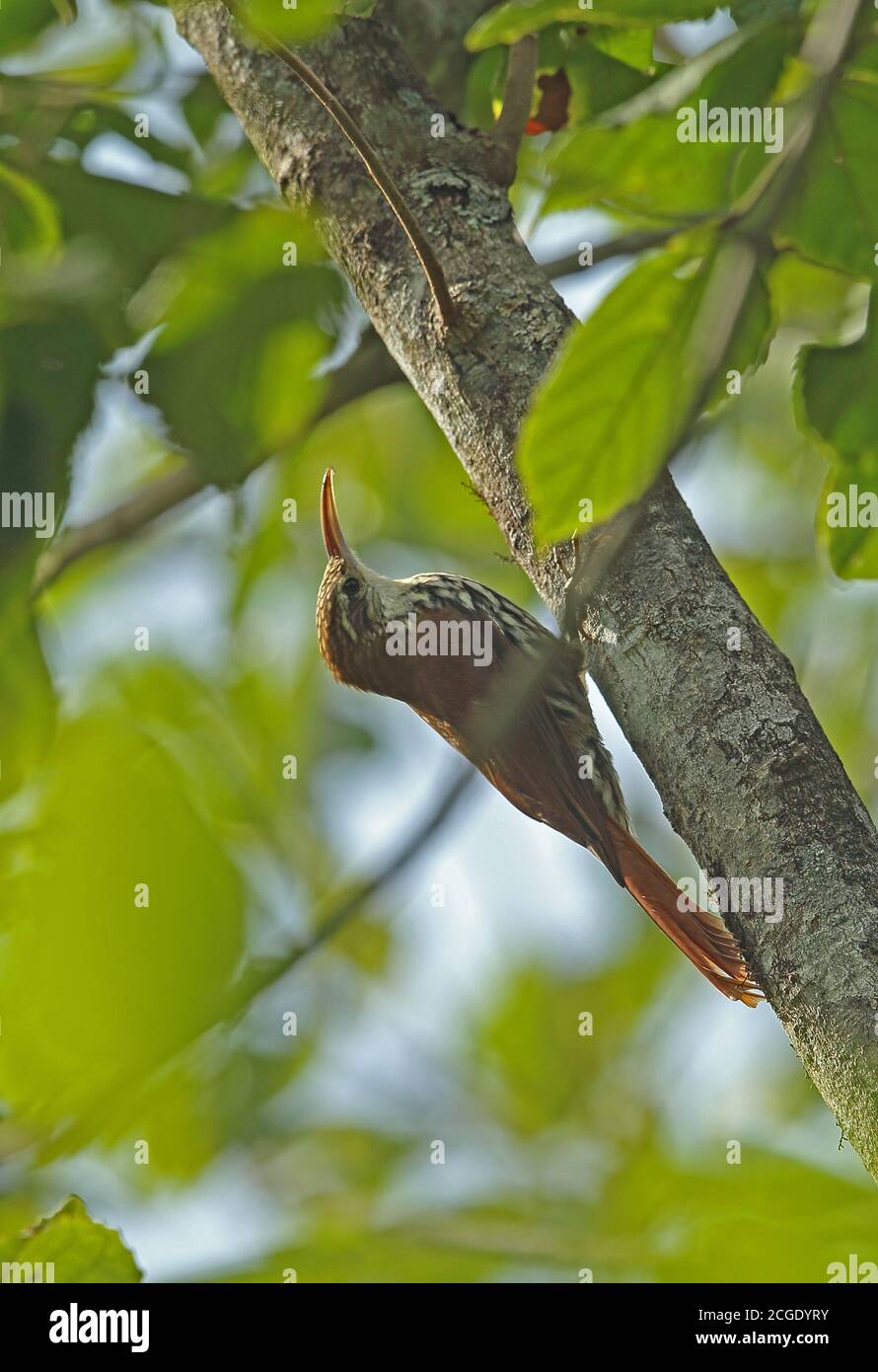 Scaled Woodcreeper (Lepidocolaptes squamatus) adult clinging to tree trunk  REGUA, Atlantic Rainforest, Brazil         July Stock Photo