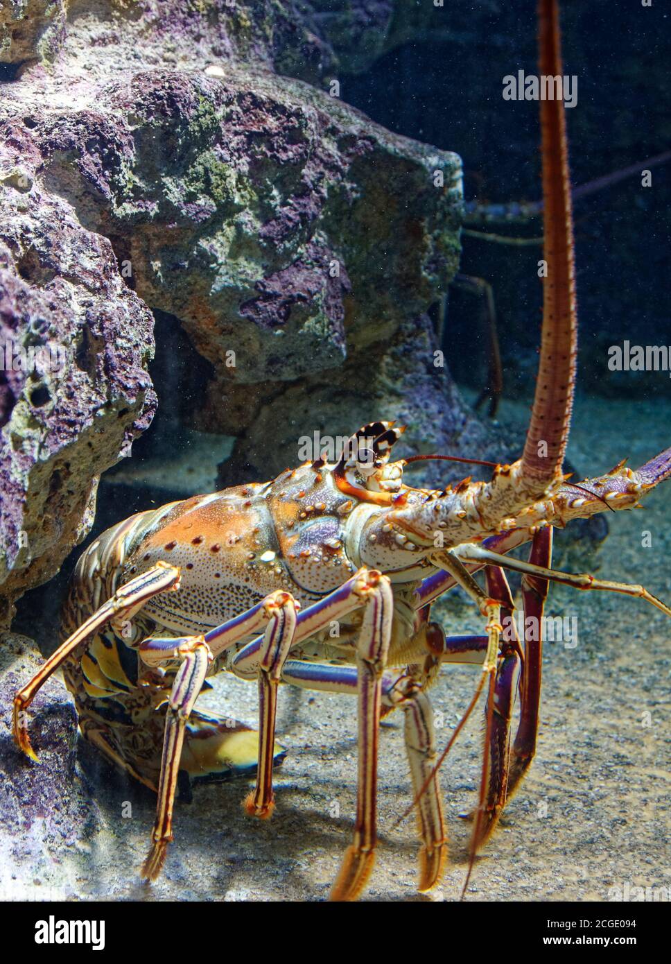 Caribbean spiny lobster; close-up; Panulirus argus; colorful marine animal, wildlife, Bermuda Aquarium Museum & Zoo; Flatts Village; Bermuda Stock Photo