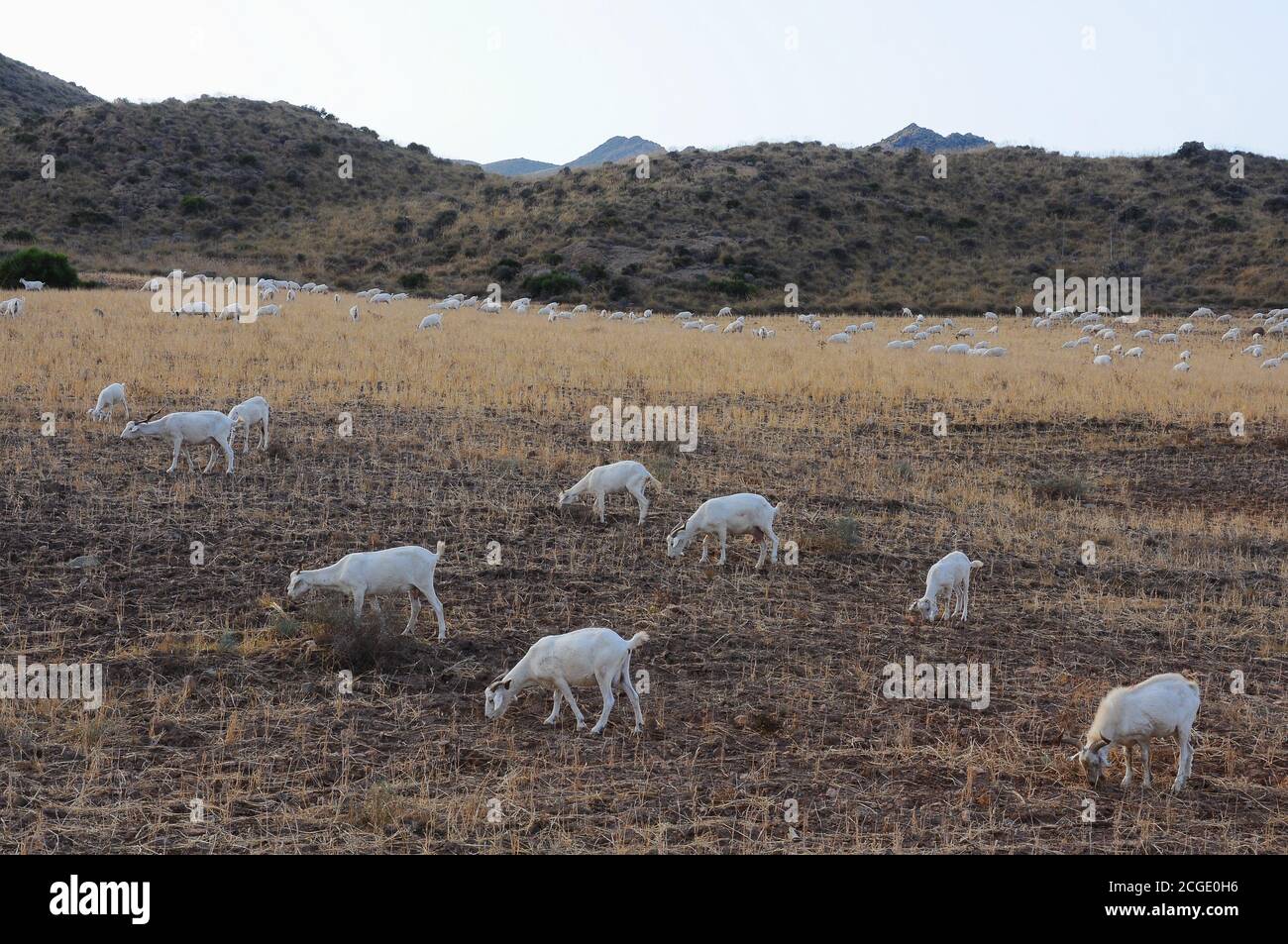 Herd of goats grazing in an arid landscape with hills Stock Photo - Alamy