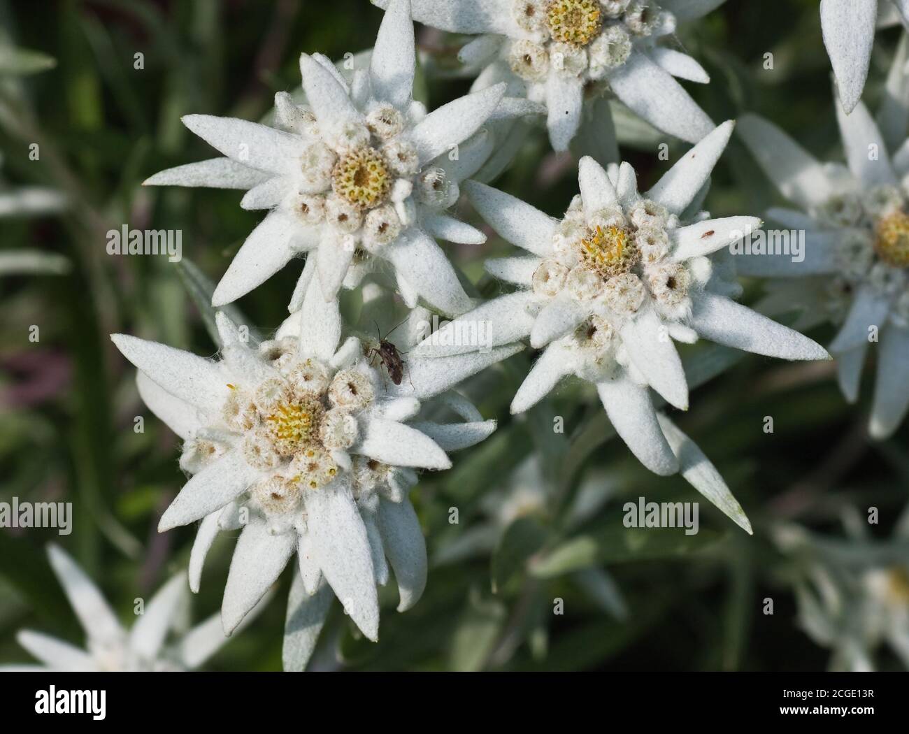Edelweiss flowers. Shallow depth of field Stock Photo