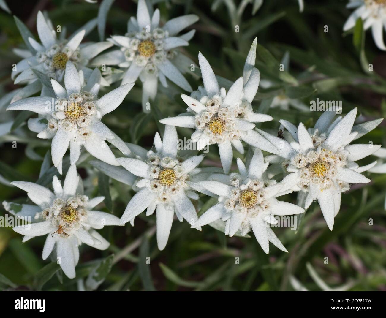 Edelweiss flowers. Shallow depth of field Stock Photo