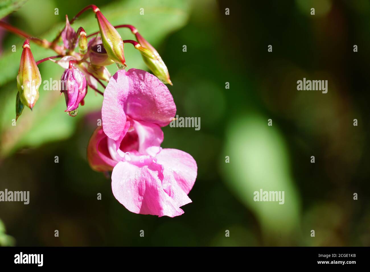 Beautiful Himalayan balsam, Impatiens glandulifera blooming flower close up photo. Stock Photo