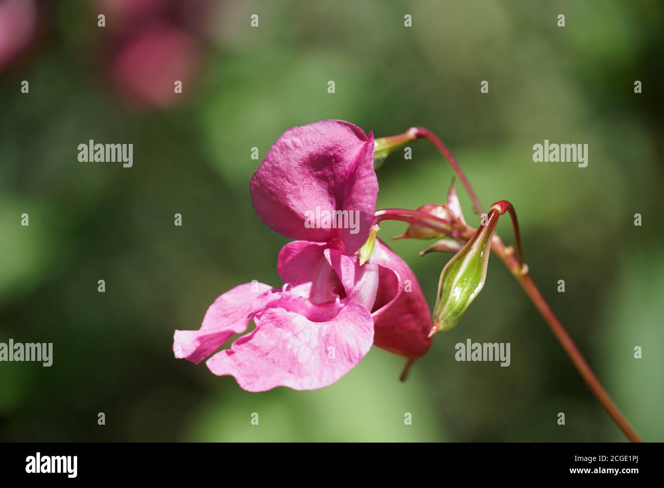 Beautiful Himalayan balsam, Impatiens glandulifera blooming flower close up photo. Stock Photo