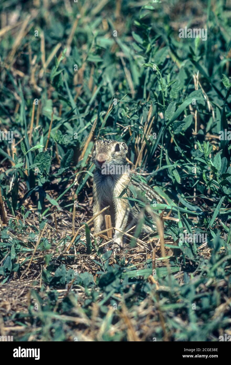 Thirteen-lined Ground Squirrel (Ictidomys tridecemlineatus) in grassy meadow, Bear Creek Lake Park, Lakewood Colorado USA. From Kodachrome 64 slide. Stock Photo