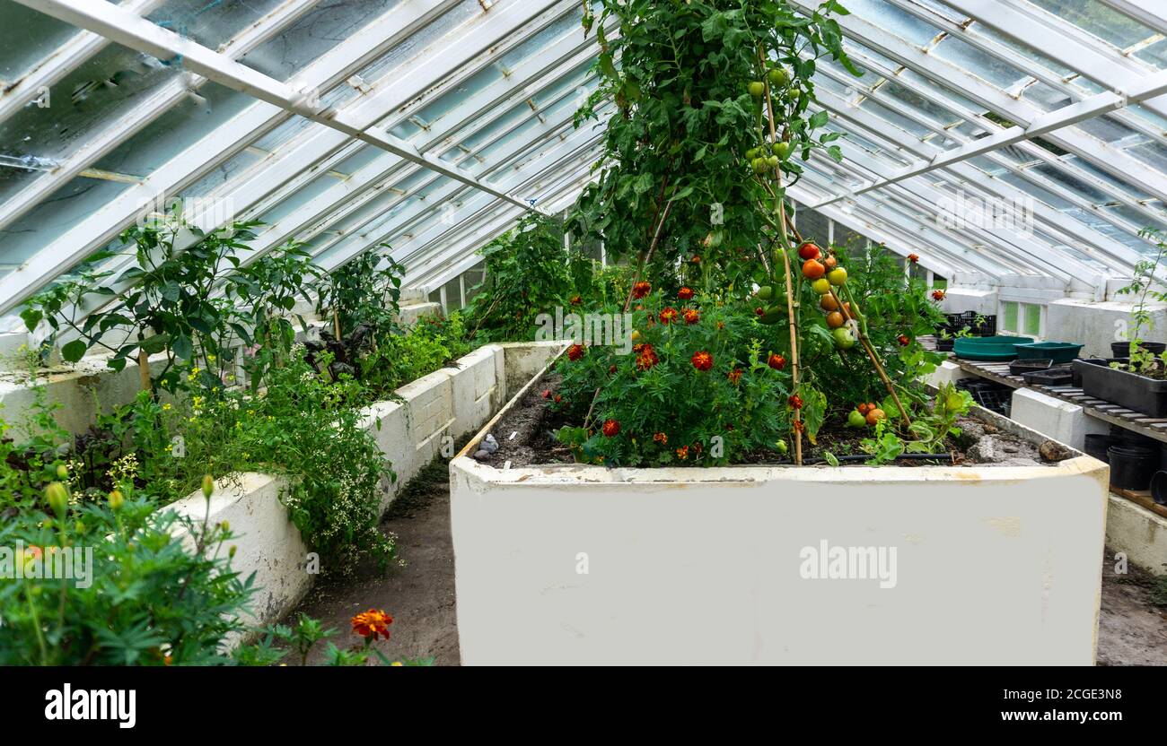 A greenhouse with flowers growing and tomatoes ripening on the vine. Stock Photo