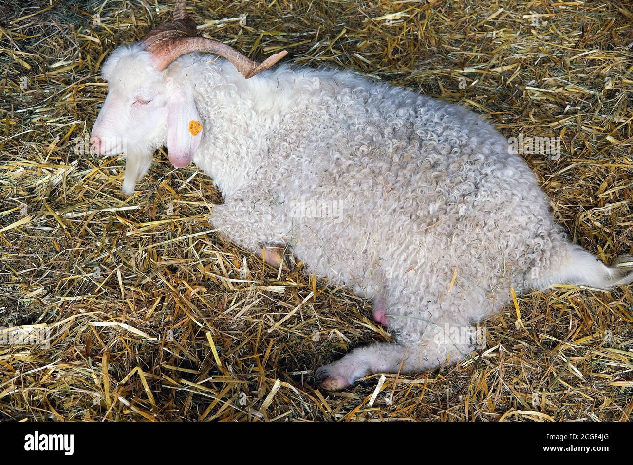 Angora goat,  a breed of domestic goat hnown for producing lustrous fibre called mohair, lying on straw Stock Photo