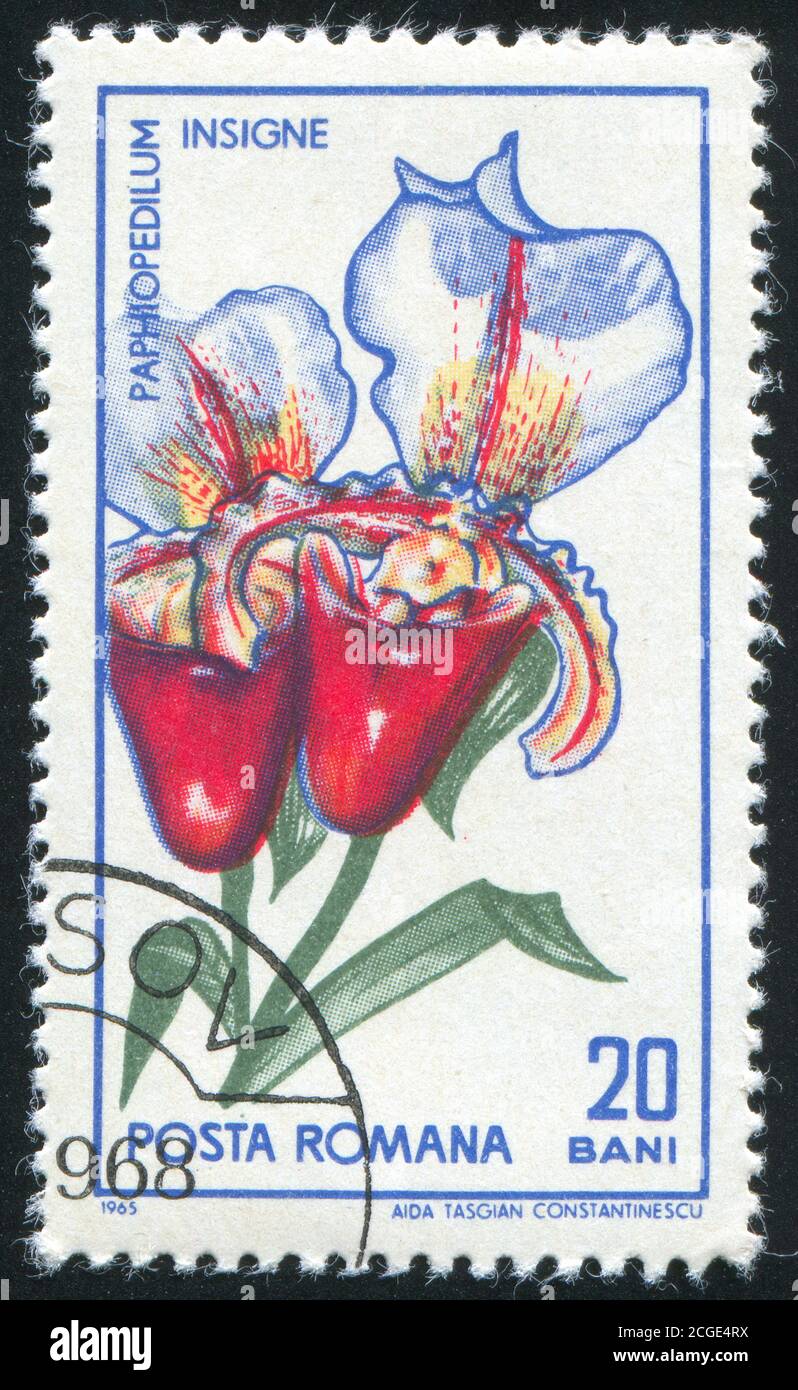 ROMANIA - CIRCA 1965: stamp printed by Romania, show Paphiopedilum insigne, circa 1965. Stock Photo