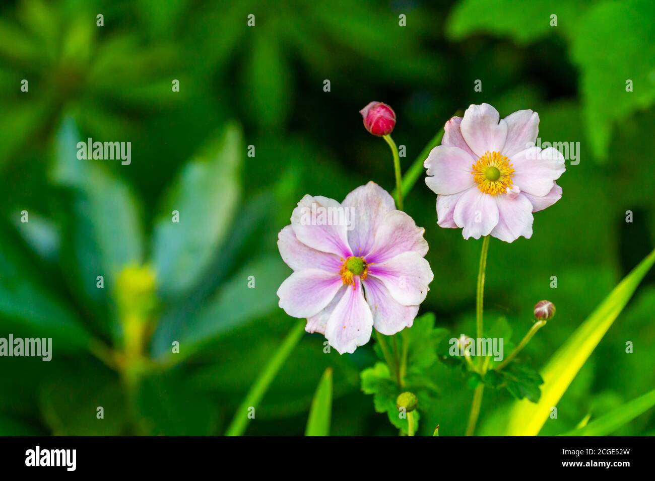 Japanese anemone flowers and buds, (Anemone hupehensis japonica). White pink flowers with yellow stamens and green blurred background. Summer garden Stock Photo