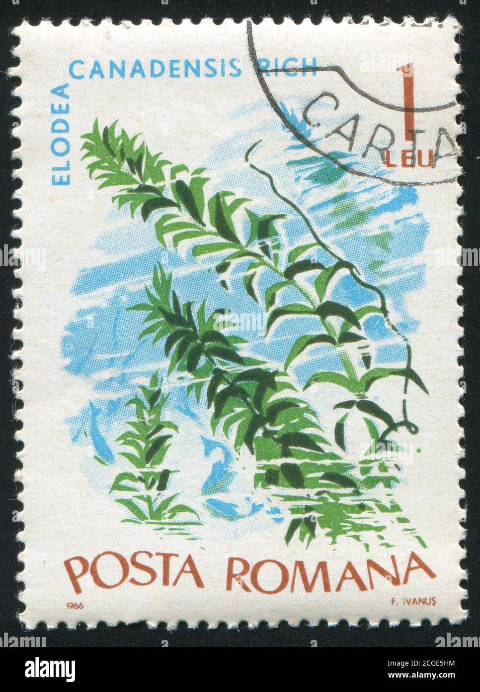 ROMANIA - CIRCA 1966: stamp printed by Romania, shows Marine Flora, Elodea Canadensis rich, circa 1966 Stock Photo