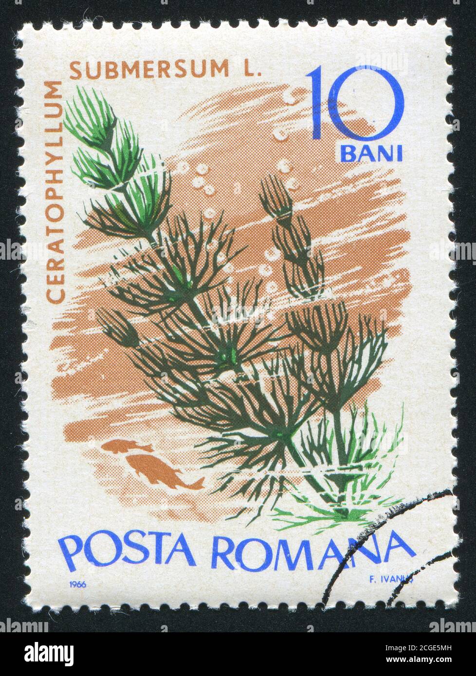 ROMANIA - CIRCA 1966: stamp printed by Romania, shows Marine Flora, Ceratophyllum submersum, circa 1966 Stock Photo