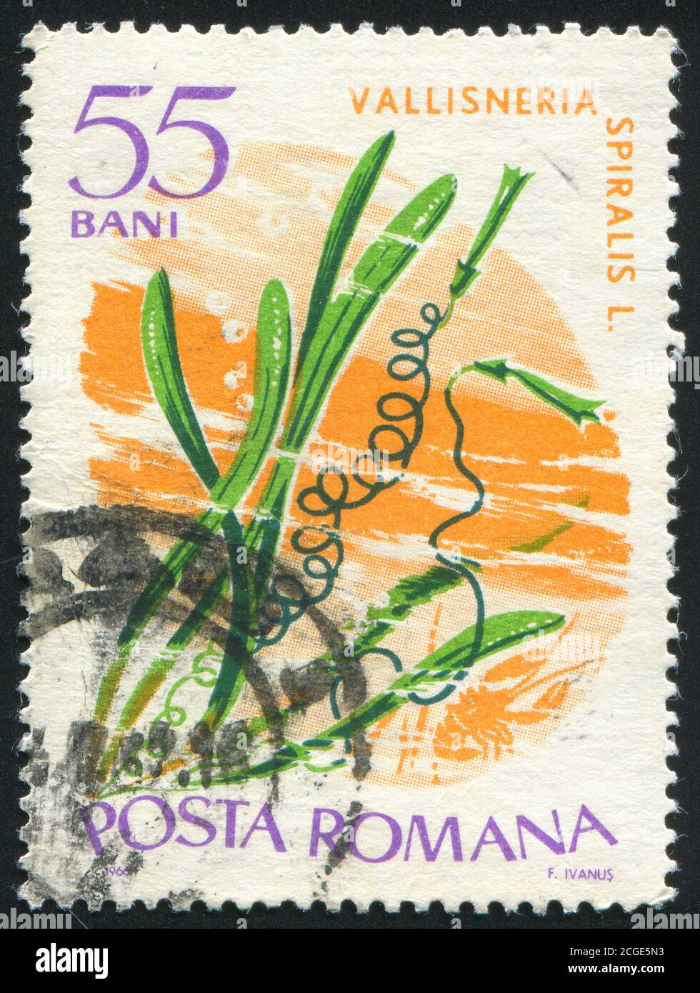 ROMANIA - CIRCA 1966: stamp printed by Romania, shows Marine Flora, Vallisneria spiralis, circa 1966 Stock Photo
