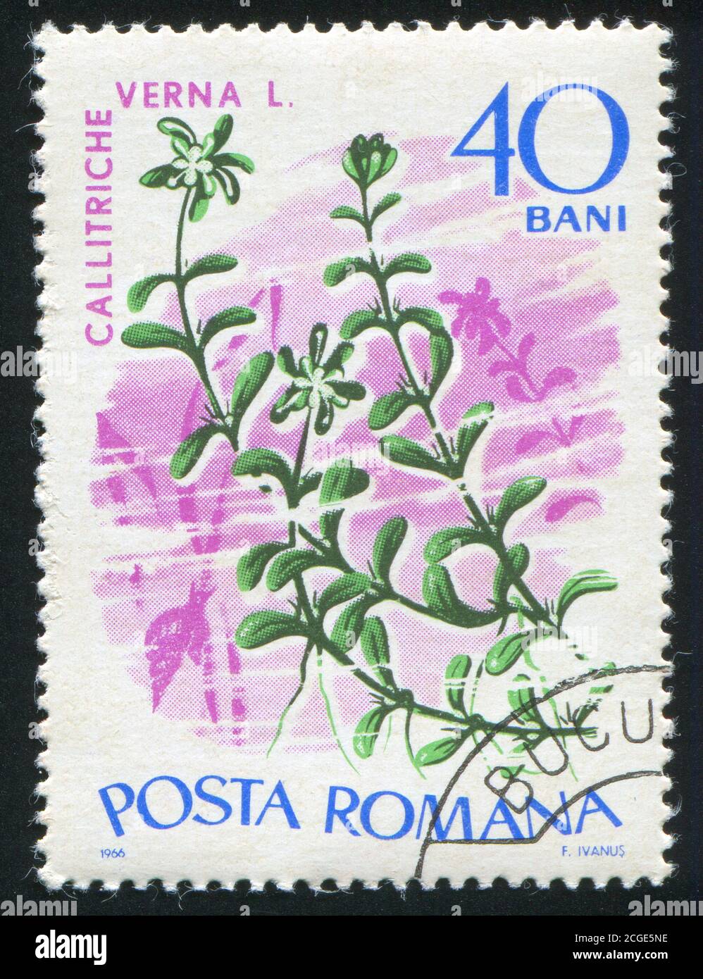 ROMANIA - CIRCA 1966: stamp printed by Romania, shows Marine Flora, Callitriche verna, circa 1966 Stock Photo