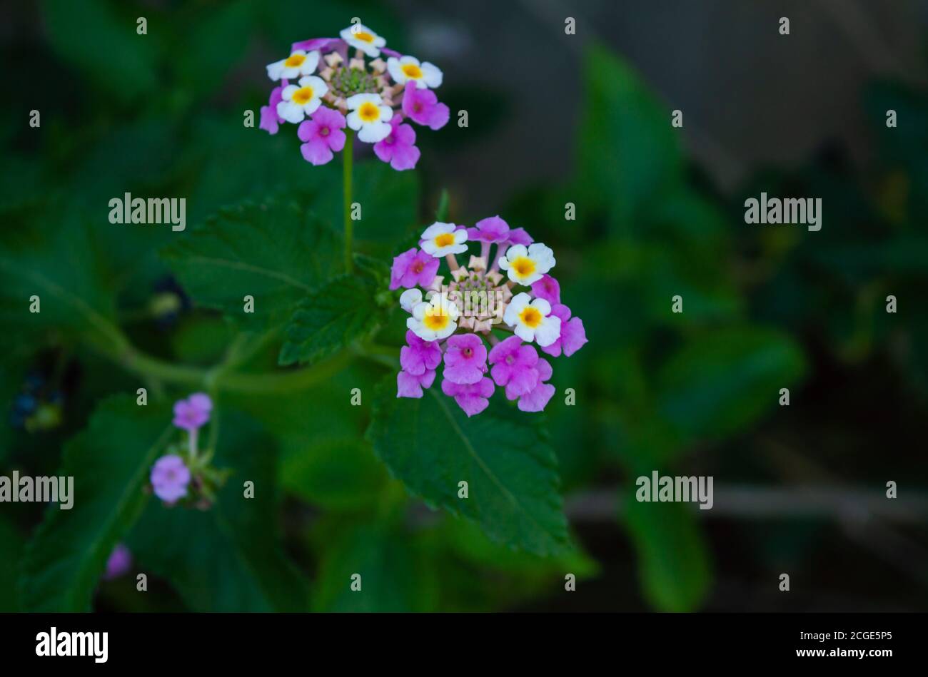 Lantana Camara colored flowers purple and yellow Stock Photo