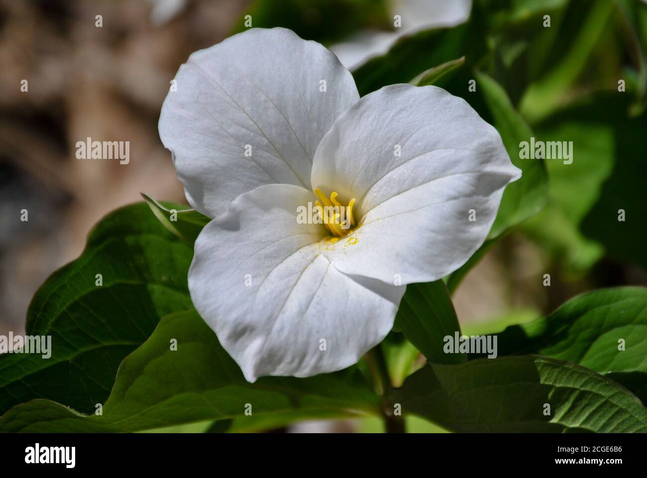 White Trillium Flower (Trillium grandiflorum) taken at Baxter Loop Rd, Honey Harbour ON, CA Stock Photo