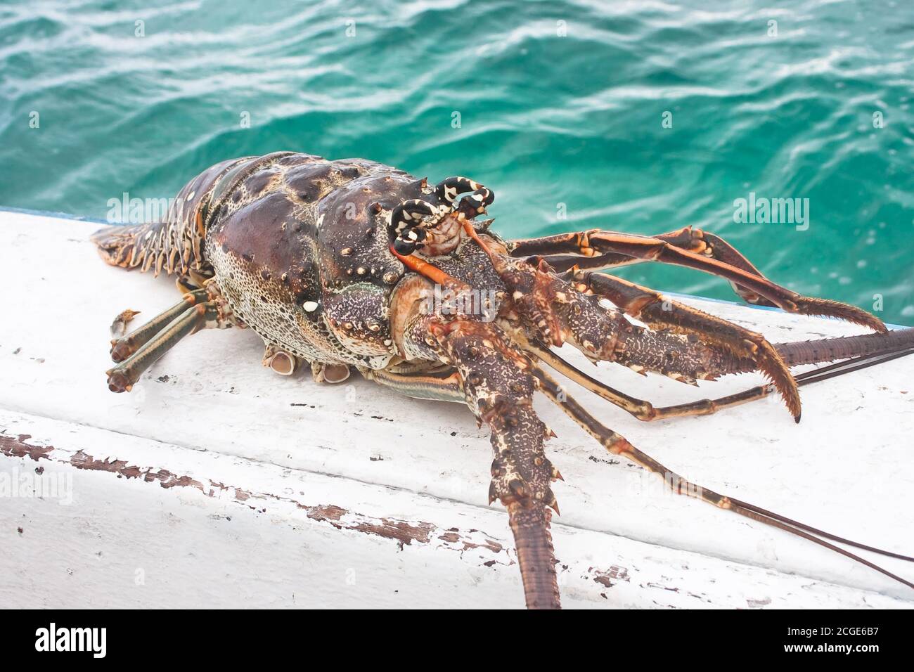 Lobster caught in the sea. Cuba Stock Photo