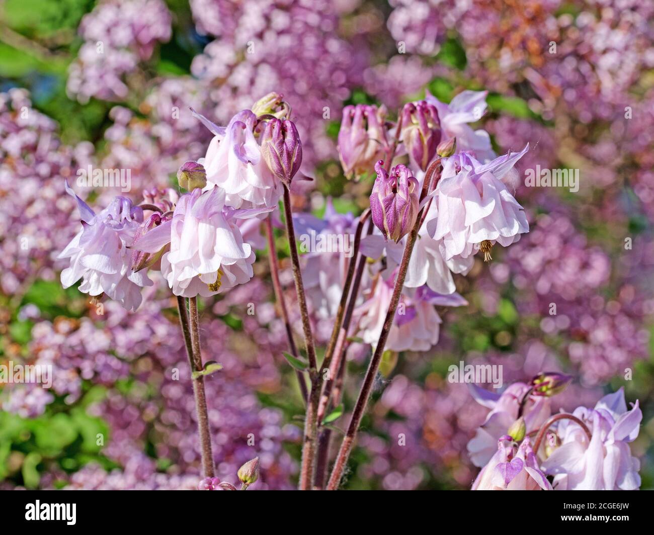 Blooming columbine in the garden Stock Photo