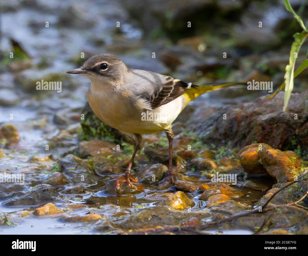 Juvenile Grey Wagtail Hi-res Stock Photography And Images - Alamy