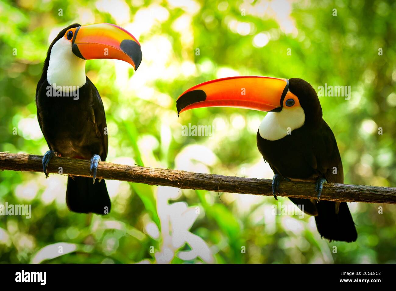 Two Toco Toucan Birds on the Branch in the Forest Stock Photo - Alamy