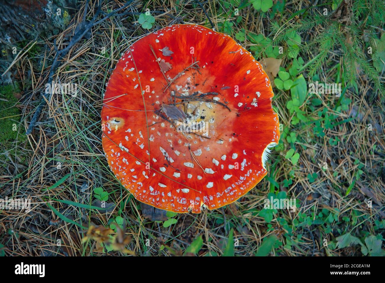 Poisonous Amanita muscaria mushrooms grow up in a autumn forest. Stock Photo