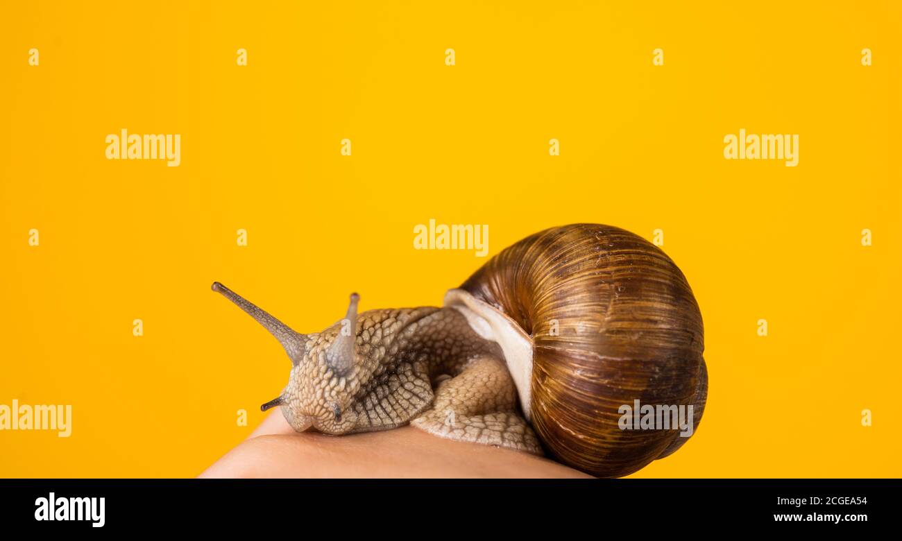 concept of slow moving. speed concept. shell is its home. dieting and