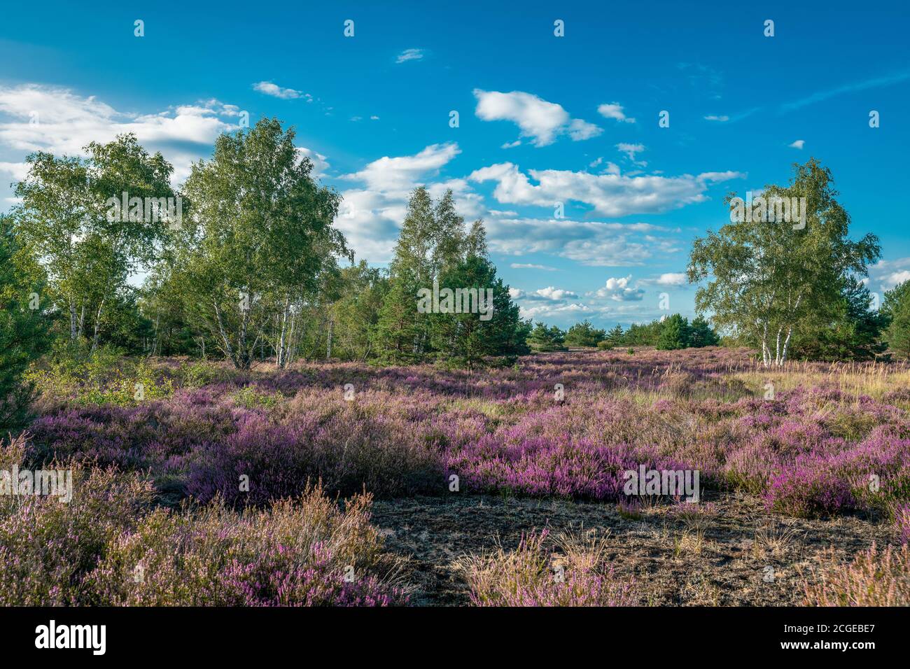 Scenic panorama of a german heather landscape in autumn with purple flowering erica plants, birches and a dramatic cloudy sky Stock Photo