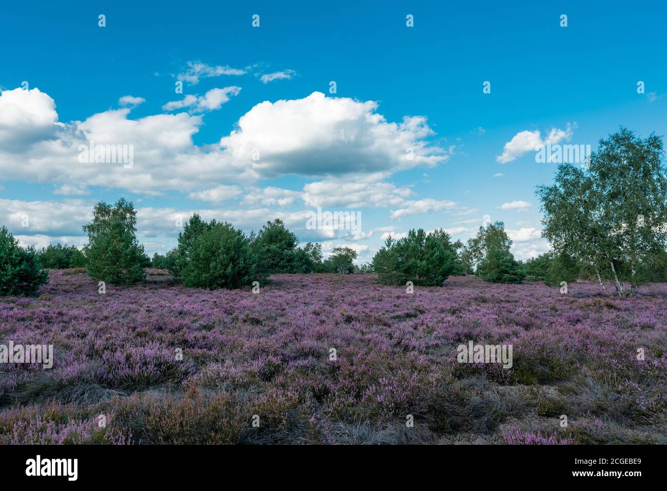 Scenic panorama of a german heather landscape in autumn with purple flowering erica plants, birches and a dramatic cloudy sky Stock Photo