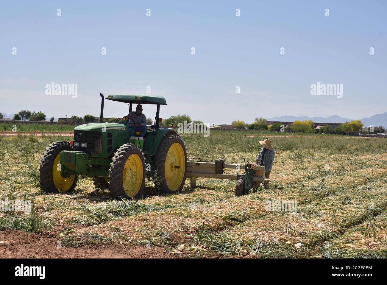 Onion harvesting hires stock photography and images Alamy