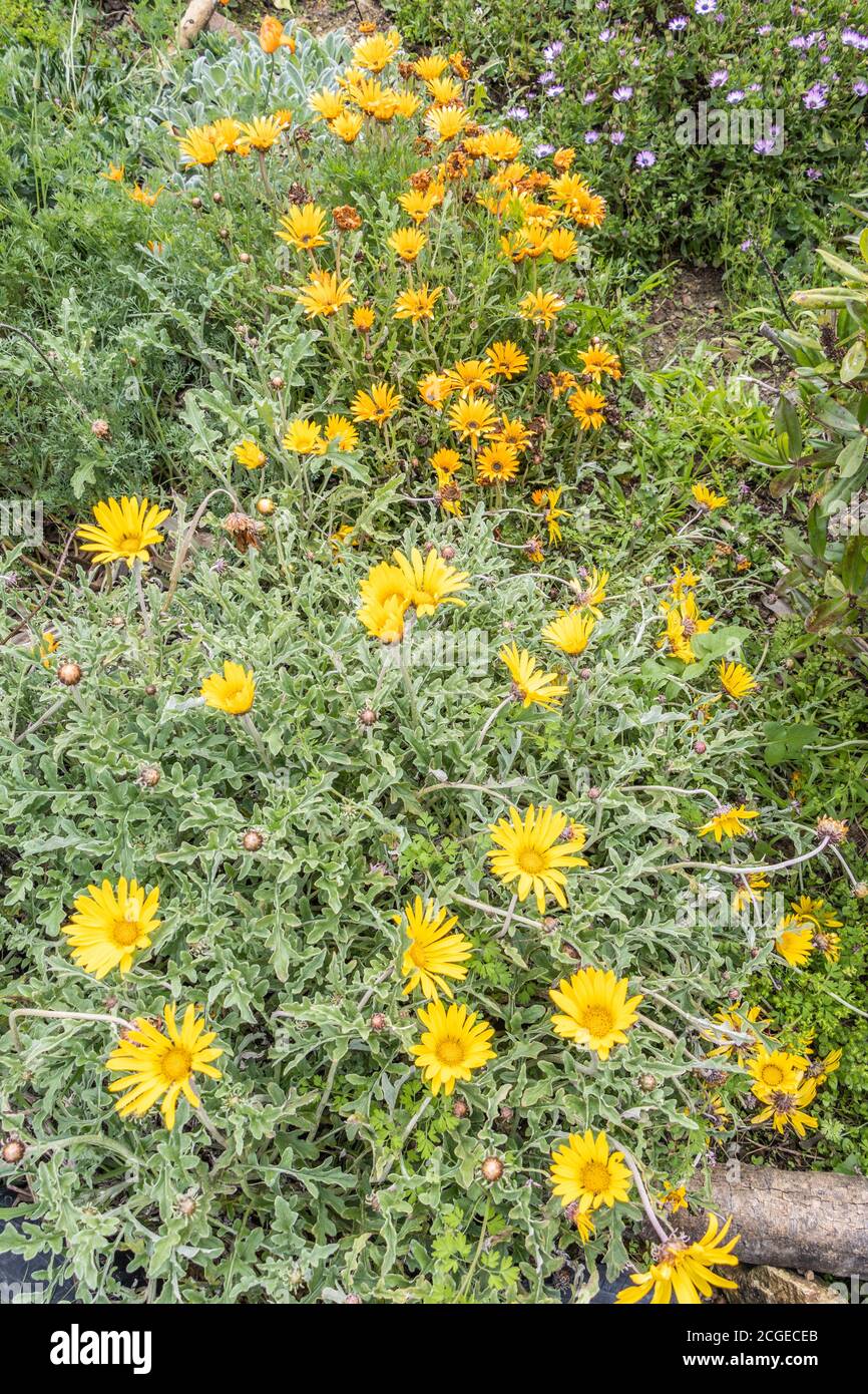 Arcotis Daisies Stock Photo