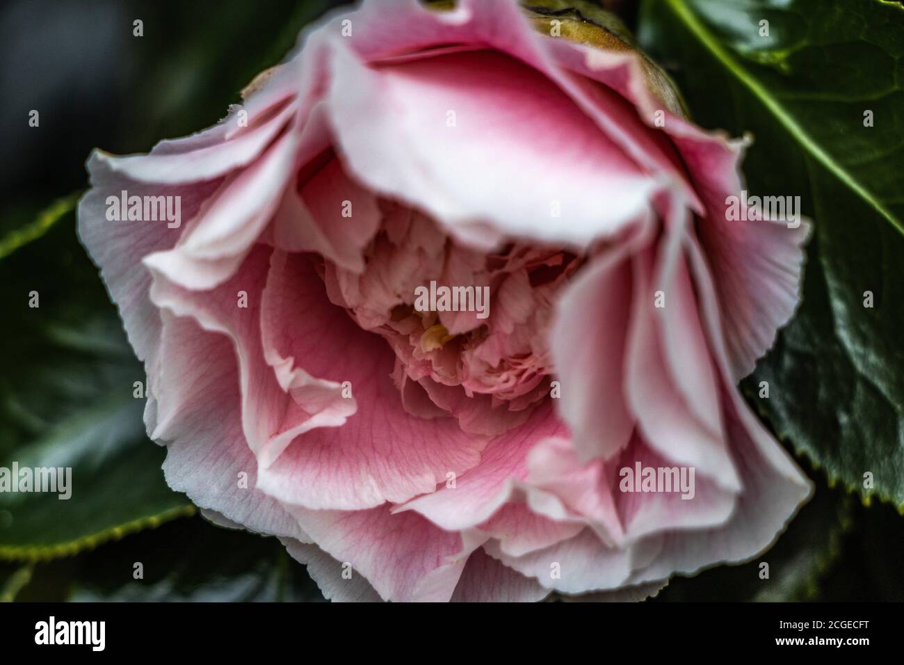 Pink Double Camellia Stock Photo