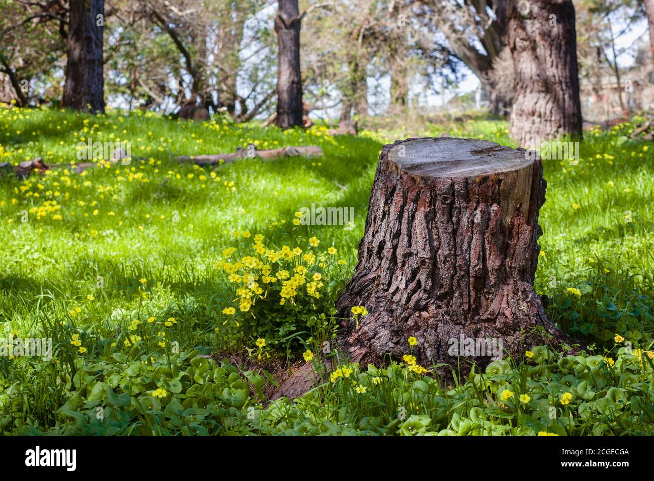 Chopped down tree stump in a meadow in San Francisco's Golden Gate Park