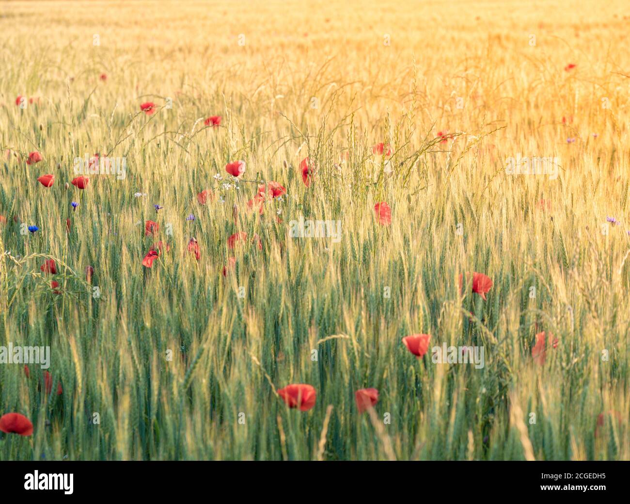 Red poppy field sunset hi-res stock photography and images - Alamy