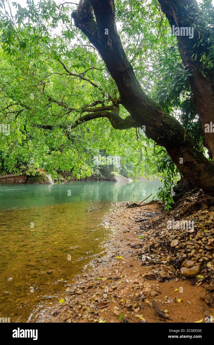 Serene location with flowing stream of water and greenery surrounding ...