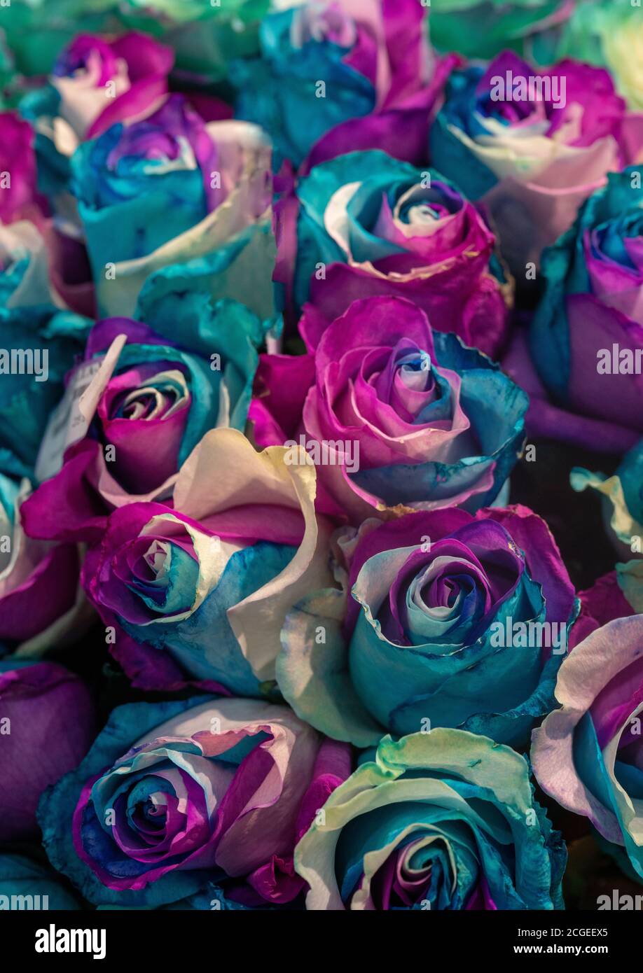 Small purple-blue-white roses (painted) roses as amazing vertical ...