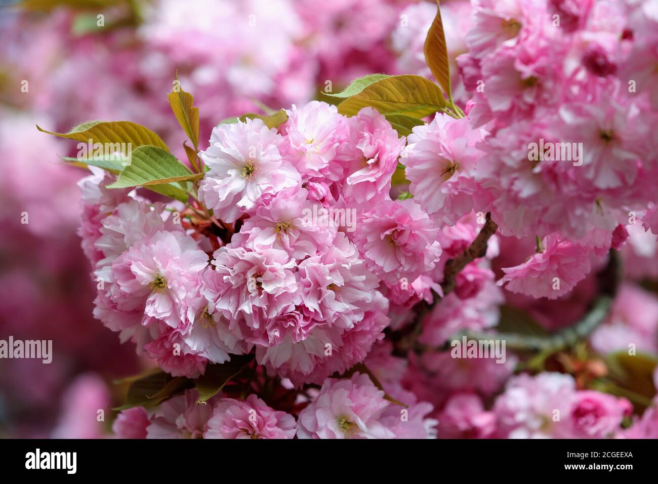 Spring seasonal of pink sakura branch with green and yellow leaves. Beautiful nature summer background with flowers. Romantic image. Stock Photo