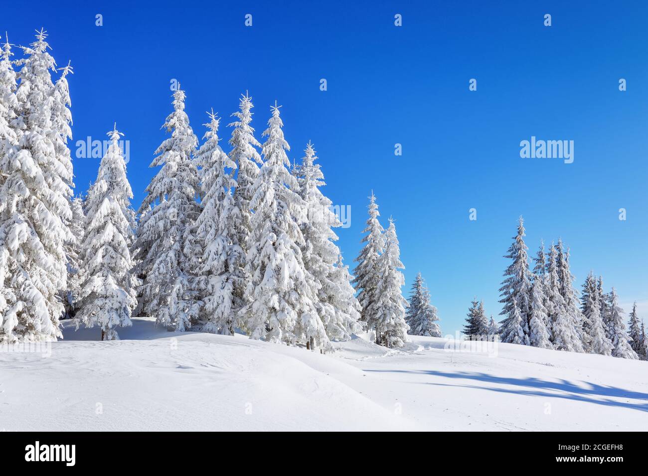 Winter scenery. Natural landscape with beautiful sky. Amazing On the lawn covered with snow the nice trees are standing poured with snowflakes. Touris Stock Photo