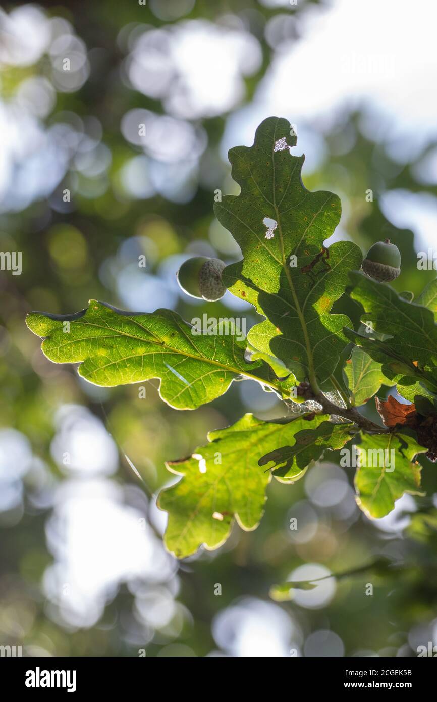 Leaves, foliage and Acorns. Fruits of the English Oat Tree (Quercus robur). Viewed from below, looking up through branches to the sky, contre jour lig Stock Photo