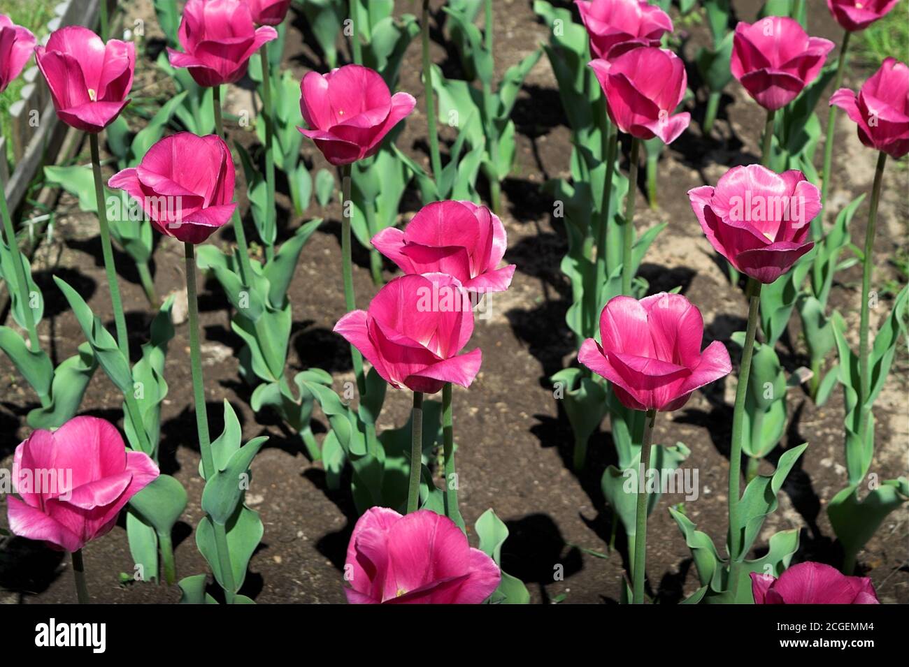 Poland, Polen; Tulipany (Tulipa L.); Red tulips growing in the garden in the ground. Rote Tulpen, die im Garten im Boden wachsen. 生長在地面的庭院裡的紅色鬱金香。 Stock Photo