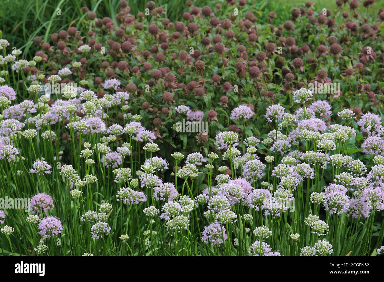 A garden filled with blooming Pink Moon Allium in front of spent Purple Coneflowers in the summer at the Rotary Botanical Gardens in Janesville, Wisco Stock Photo