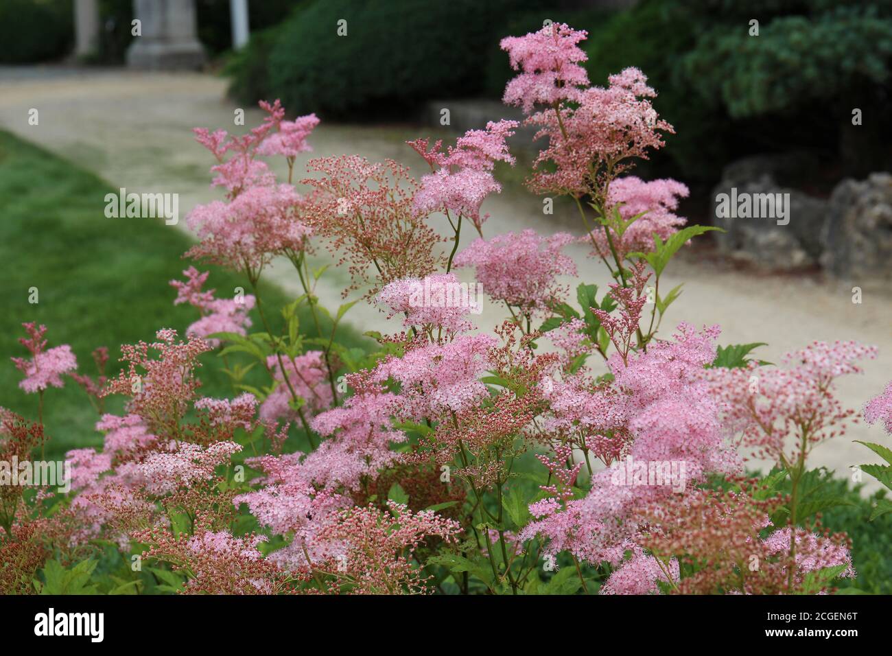 A group of Queen of the Prairie, Filipendula rubra, blooming in Janesville, Wisconsin Stock Photo