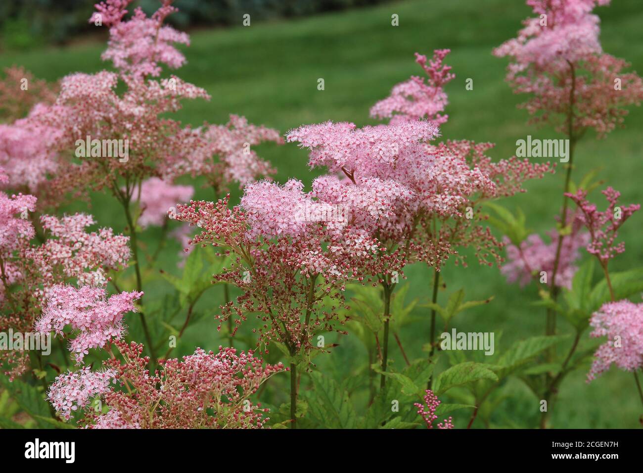 Close up of a group of Queen of the Prairie, Filipendula rubra, blooming in Janesville, Wisconsin Stock Photo