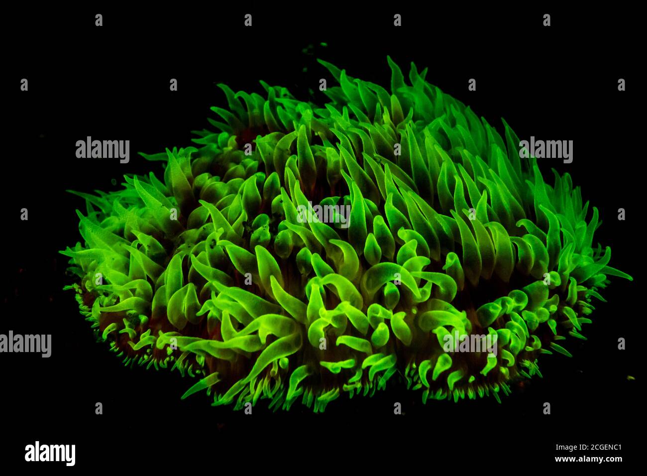 underwater fluorescence Stock Photo
